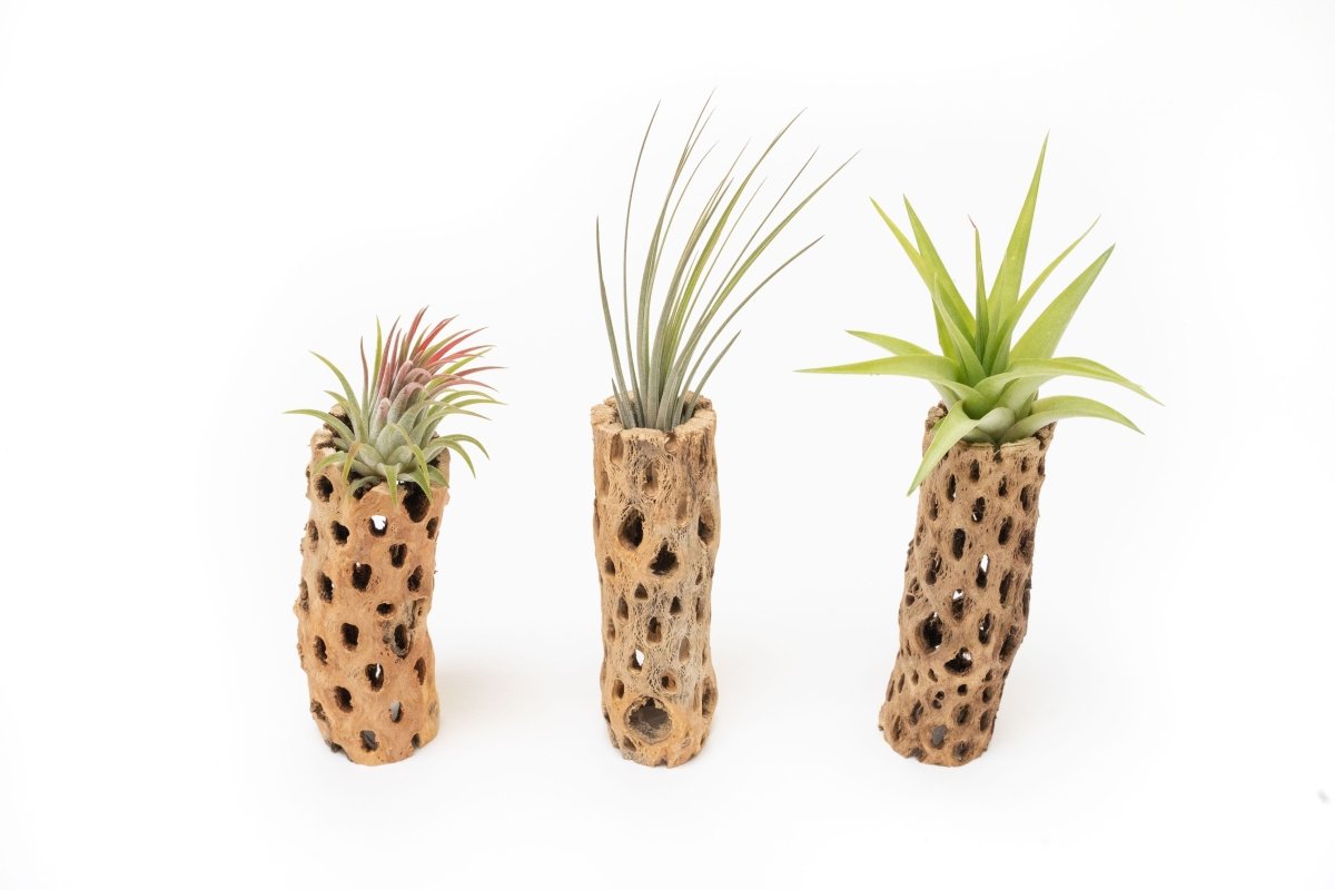 Natural Cholla Wood Container - 6 Inches Tall with Tillandsia Assorted Air Plants - Ed's Plant Shop