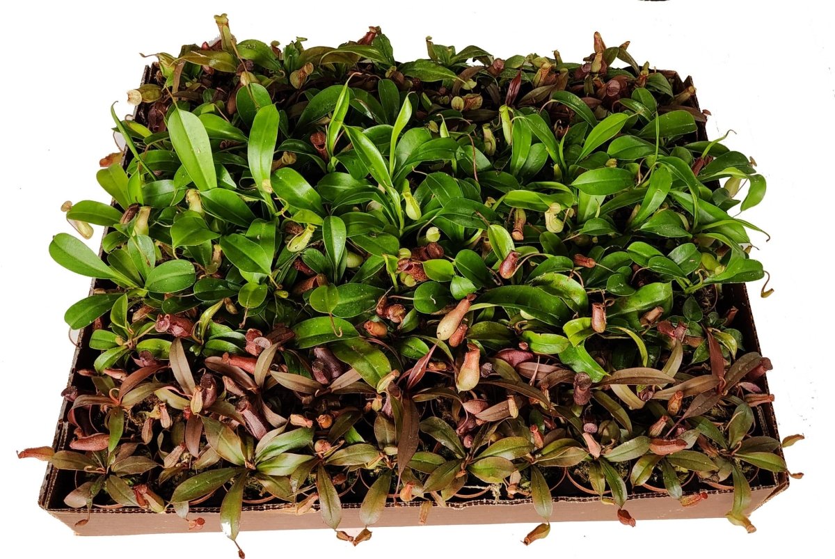 Nepenthes Carnivorous Plant Assortment, 2" Pots - Ed's Plant Shop