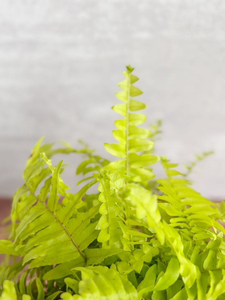 Nephrolepis Exaltata ‘Rita's Gold'’ - 6 Inch - Ed's Plant Shop