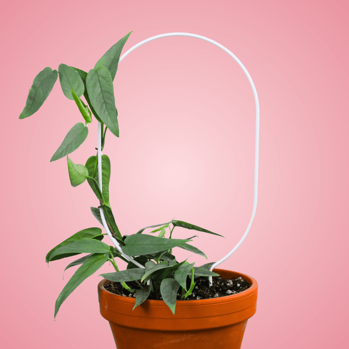 "Oval" Metal Trellis - 17” Support for Trailing Plants: White - Ed's Plant Shop