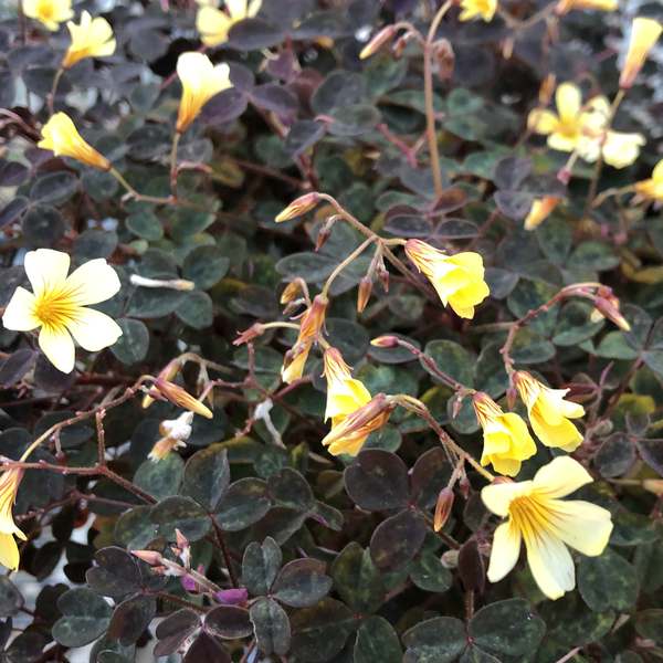 Oxalis spiralis ssp. vulcanicola ‘Zinfandel’ - Ed's Plant Shop
