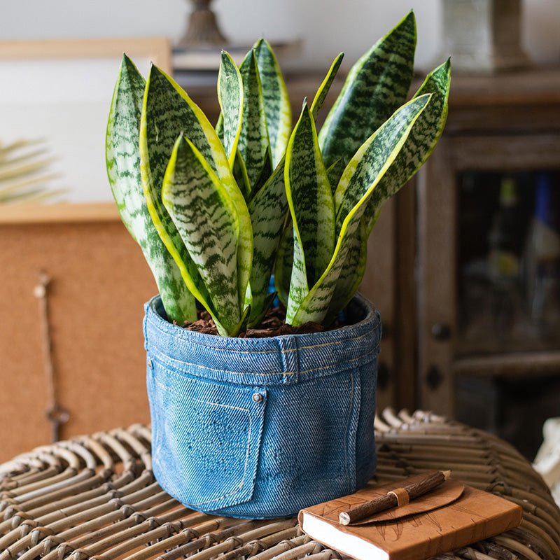Pants for Plants – Blue Jeans Cement Planter with Drainage Hole - Ed's Plant Shop