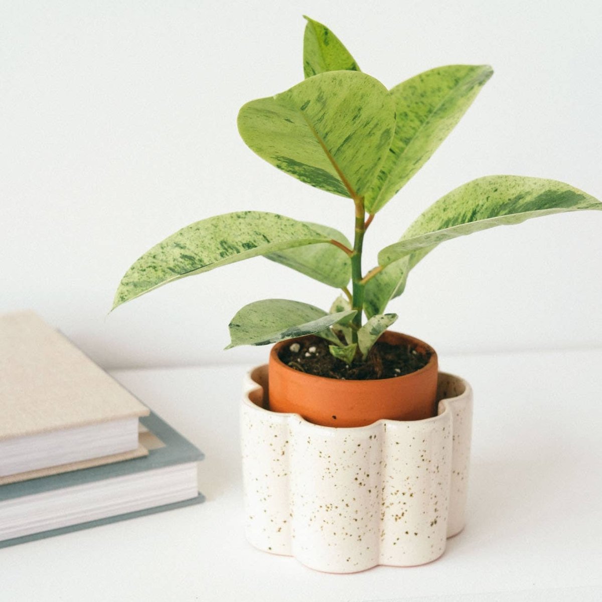Paula Self - Watering Planter Pot – Speckled White - Ed's Plant Shop