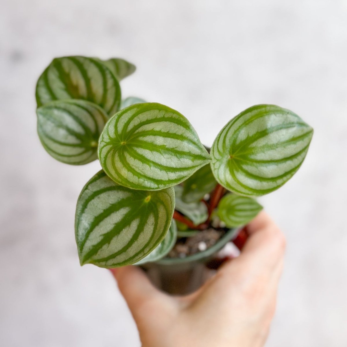 Peperomia Argyreia 'Watermelon Peperomia' - Hanging Basket - Ed's Plant Shop