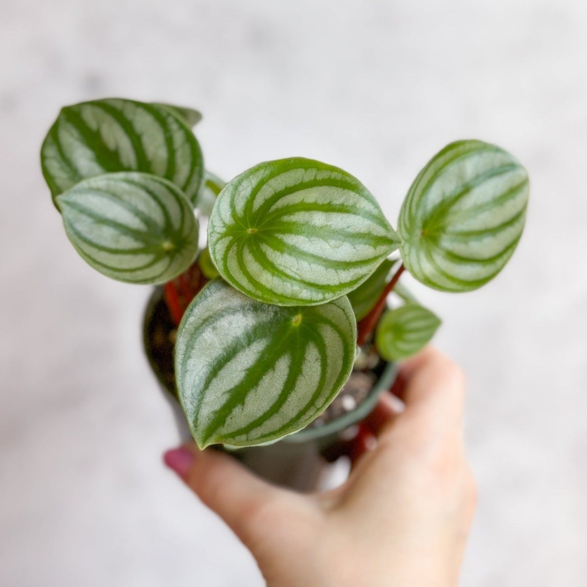 Peperomia Argyreia 'Watermelon Peperomia' - Hanging Basket - Ed's Plant Shop