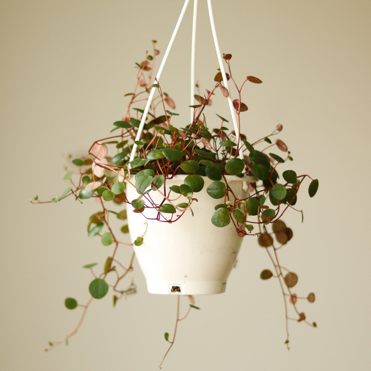 Peperomia Ruby Cascade hanging plant with trailing green and ruby-toned leaves in white basket.