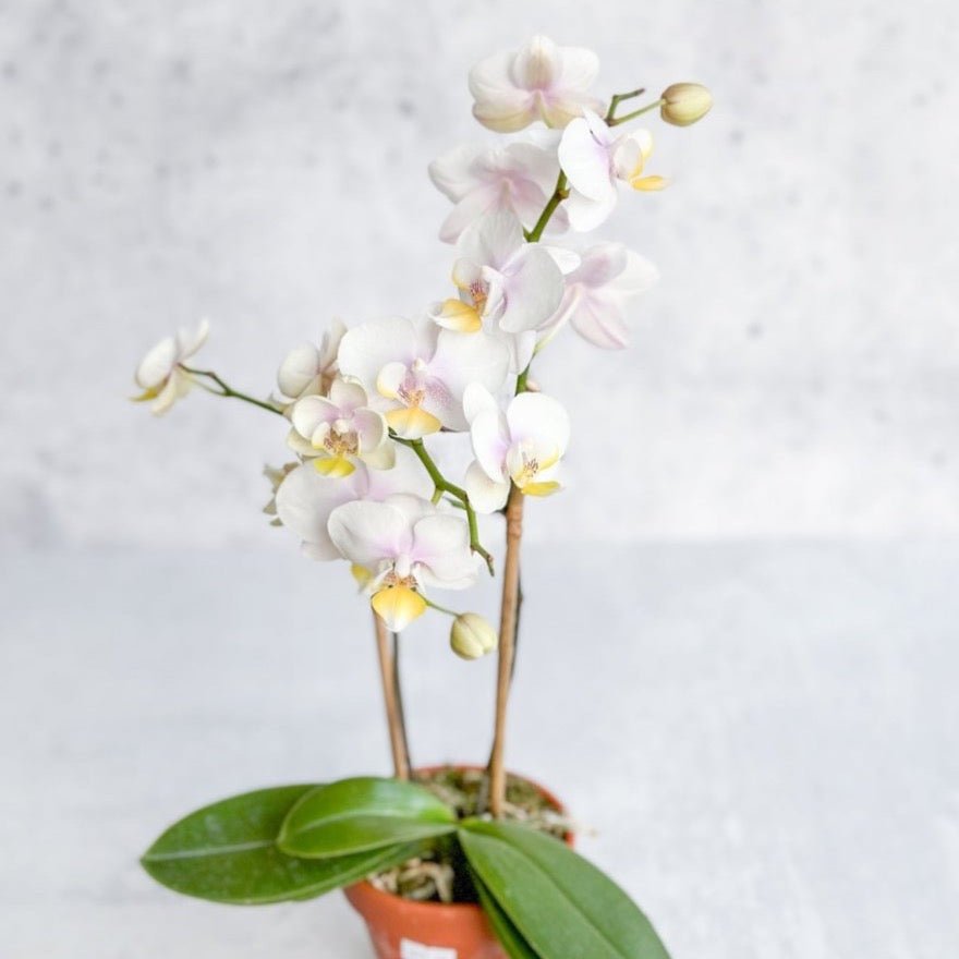 Elegant white moth orchid in bloom, indoor flowering houseplant