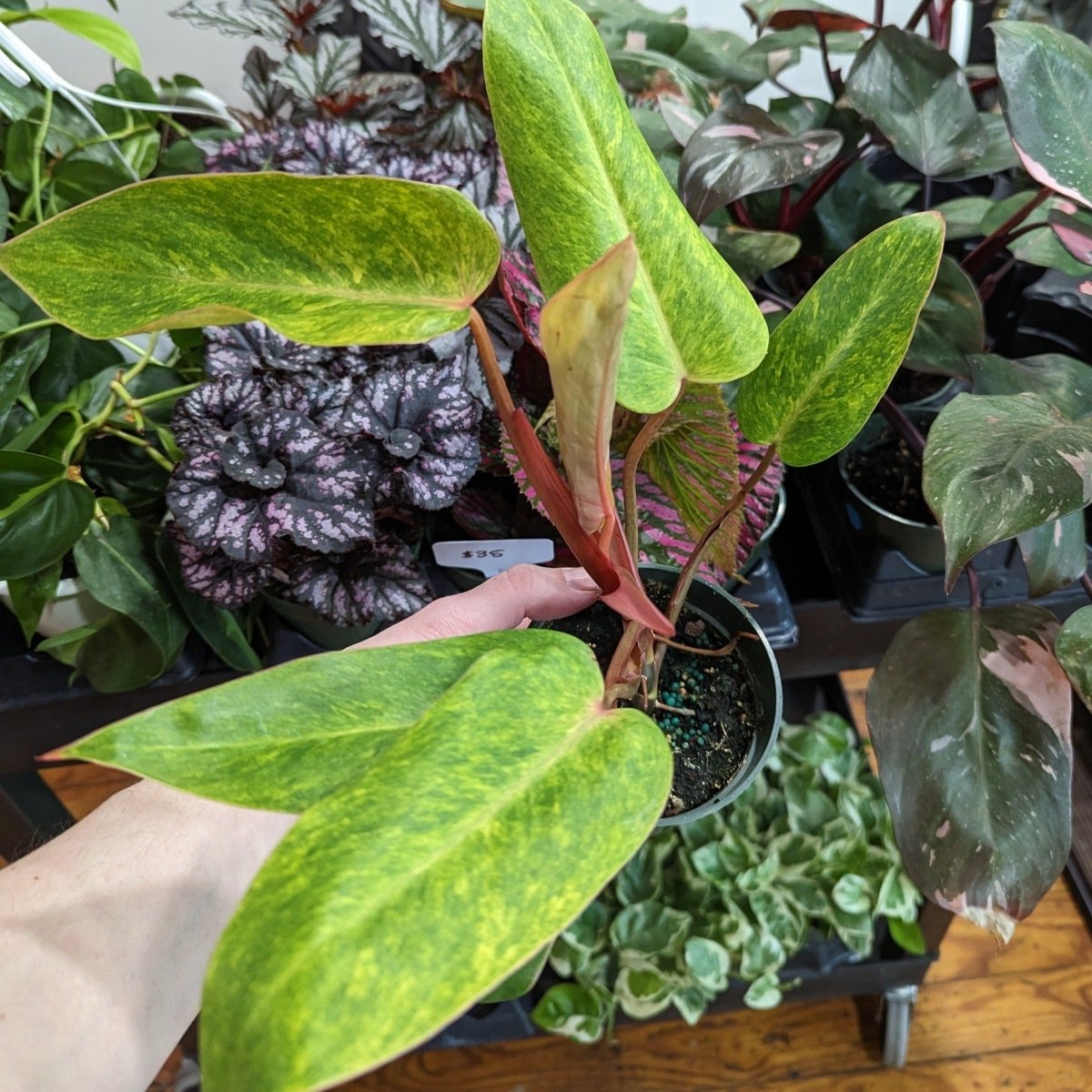 Philodendron Painted Lady with pink, cream, and green variegated leaves - Ed's Plant Shop