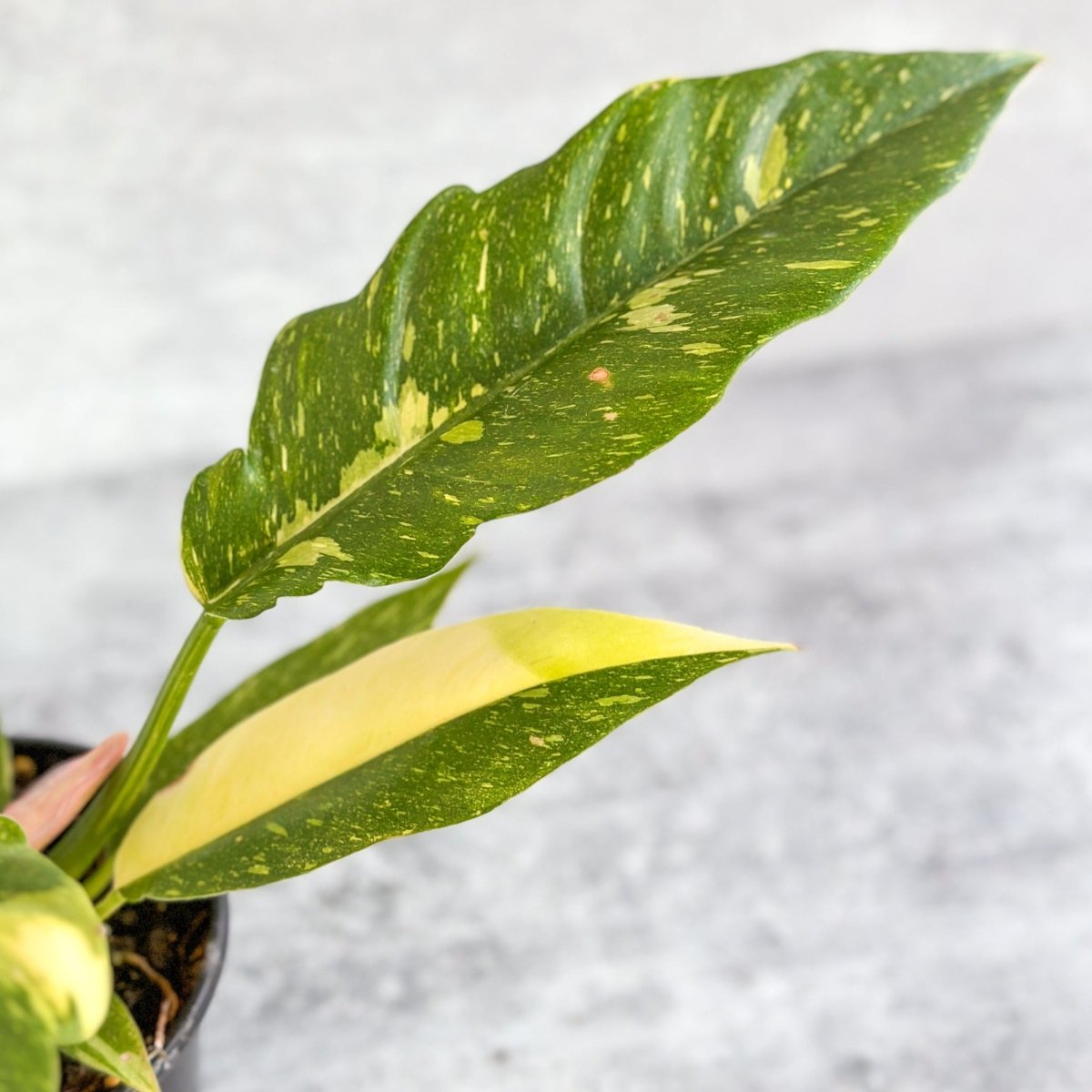 Philodendron erubescens ‘Ring Of Fire' variegated leaves closeup