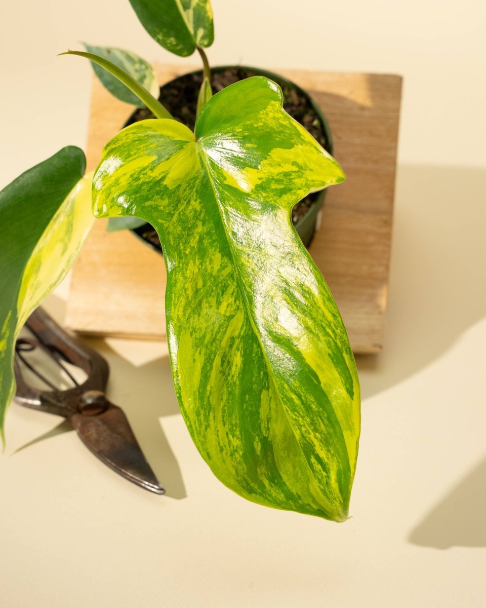 Close-up of ‘Sunrise’ leaf showing yellow-to-cream sectoral variegation on green