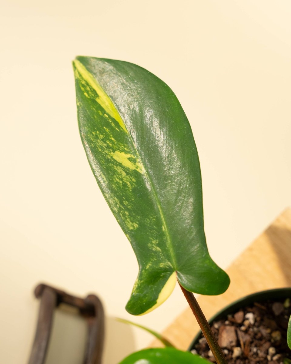 Close-up of a green leaf with yellow variegation on a beige background