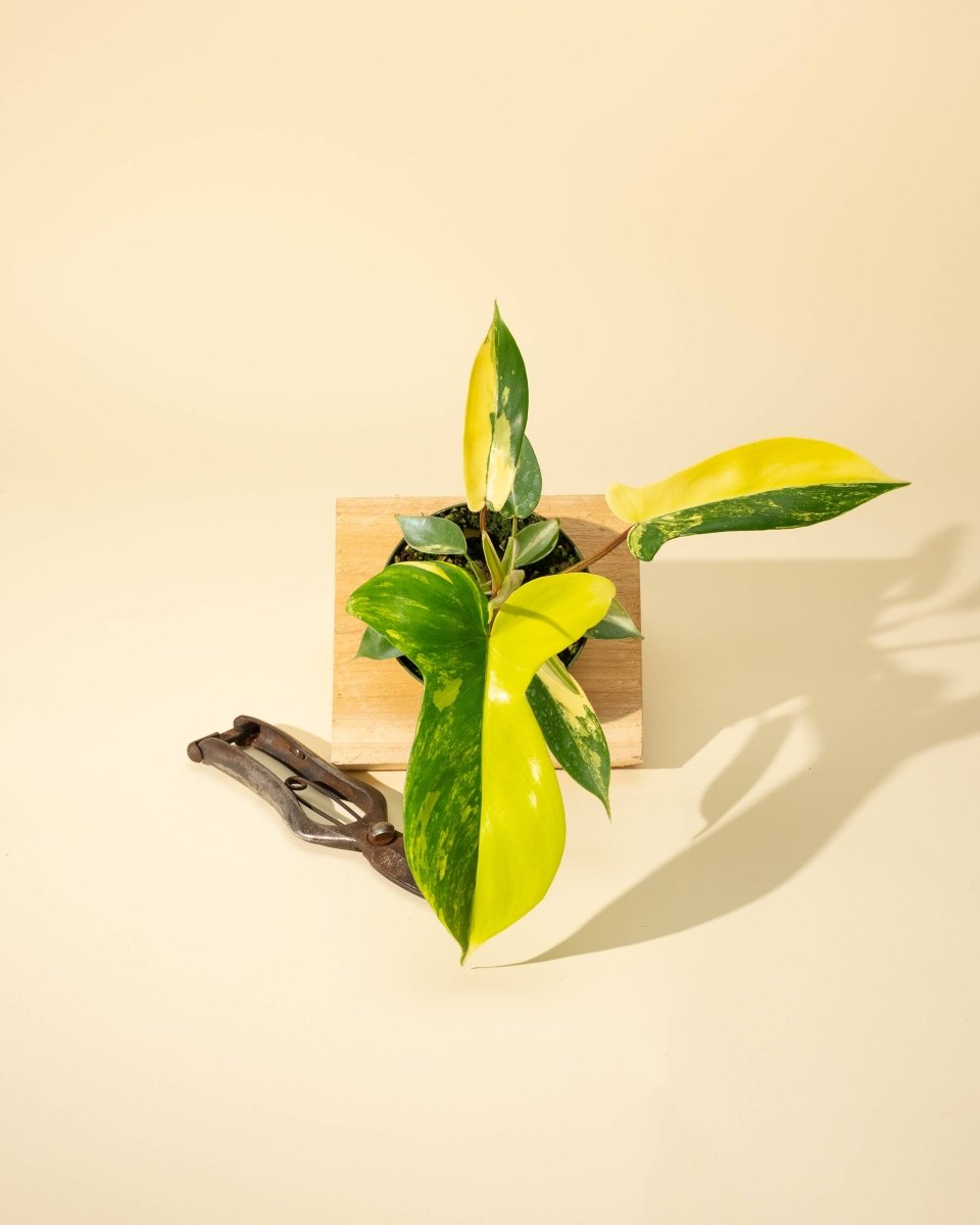 Philodendron Florida Beauty 'Sunrise' - Ed's Plant Shop
