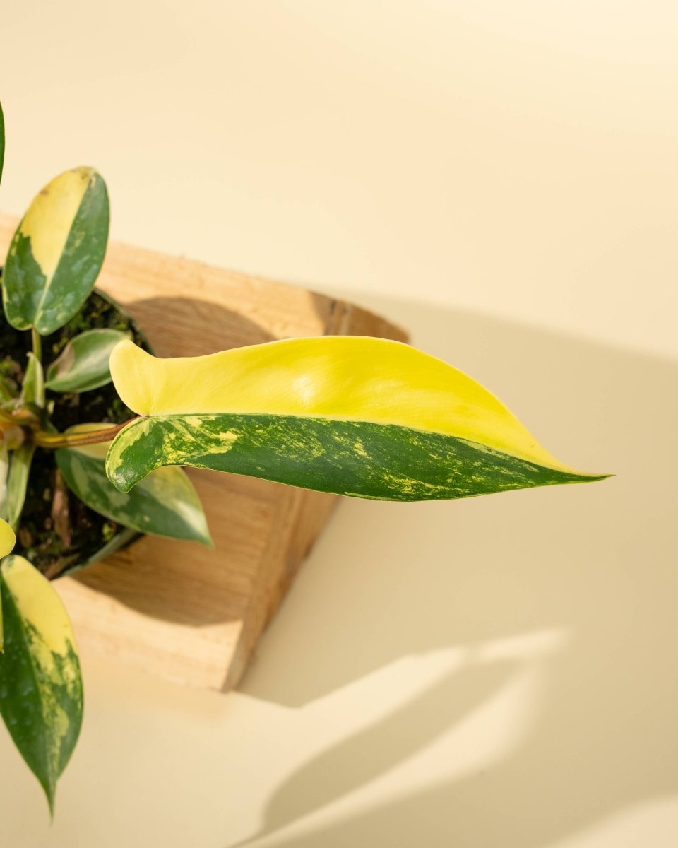 Detail of ‘Sunrise’ variegation pattern consistency across multiple leaves