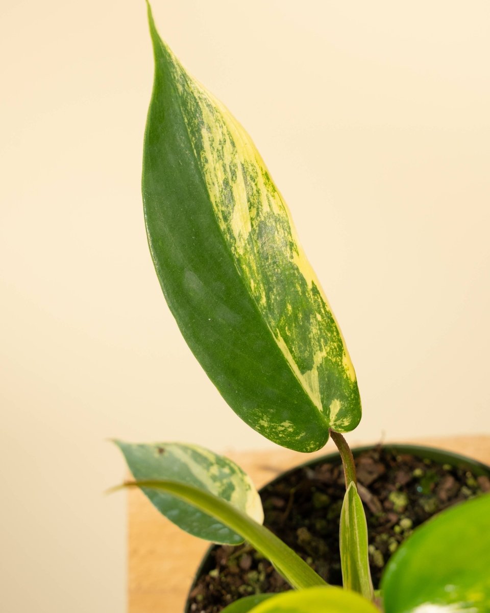 Philodendron Florida Beauty 'Sunrise' - Ed's Plant Shop