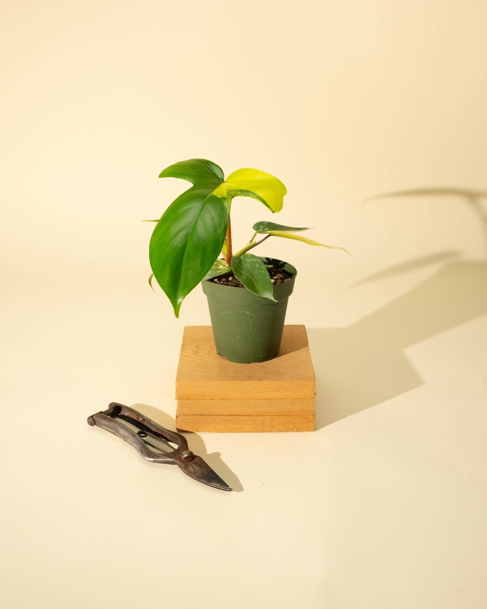 Philodendron Florida Beauty ‘Sunrise’ styled in a green plastic container on wooden stand