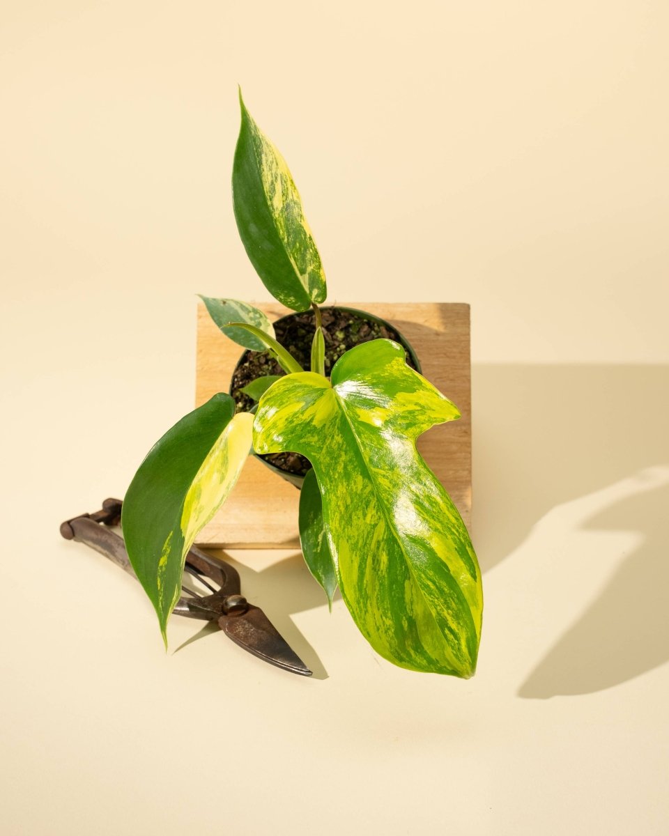 Philodendron Florida Beauty 'Sunrise' - Ed's Plant Shop