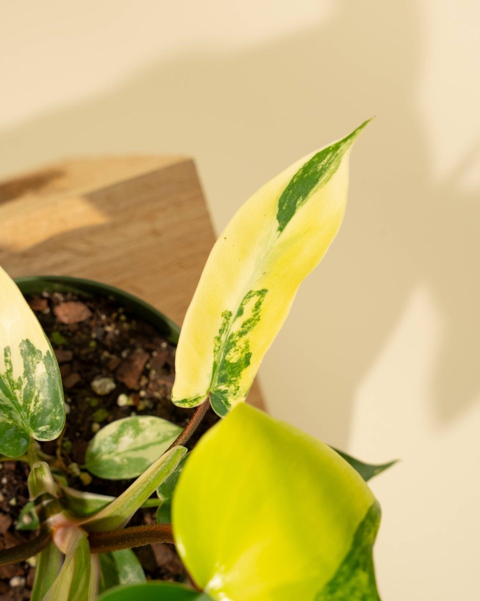 Close-up of ‘Sunrise’ showing yellow-to-cream variegation on green foliage