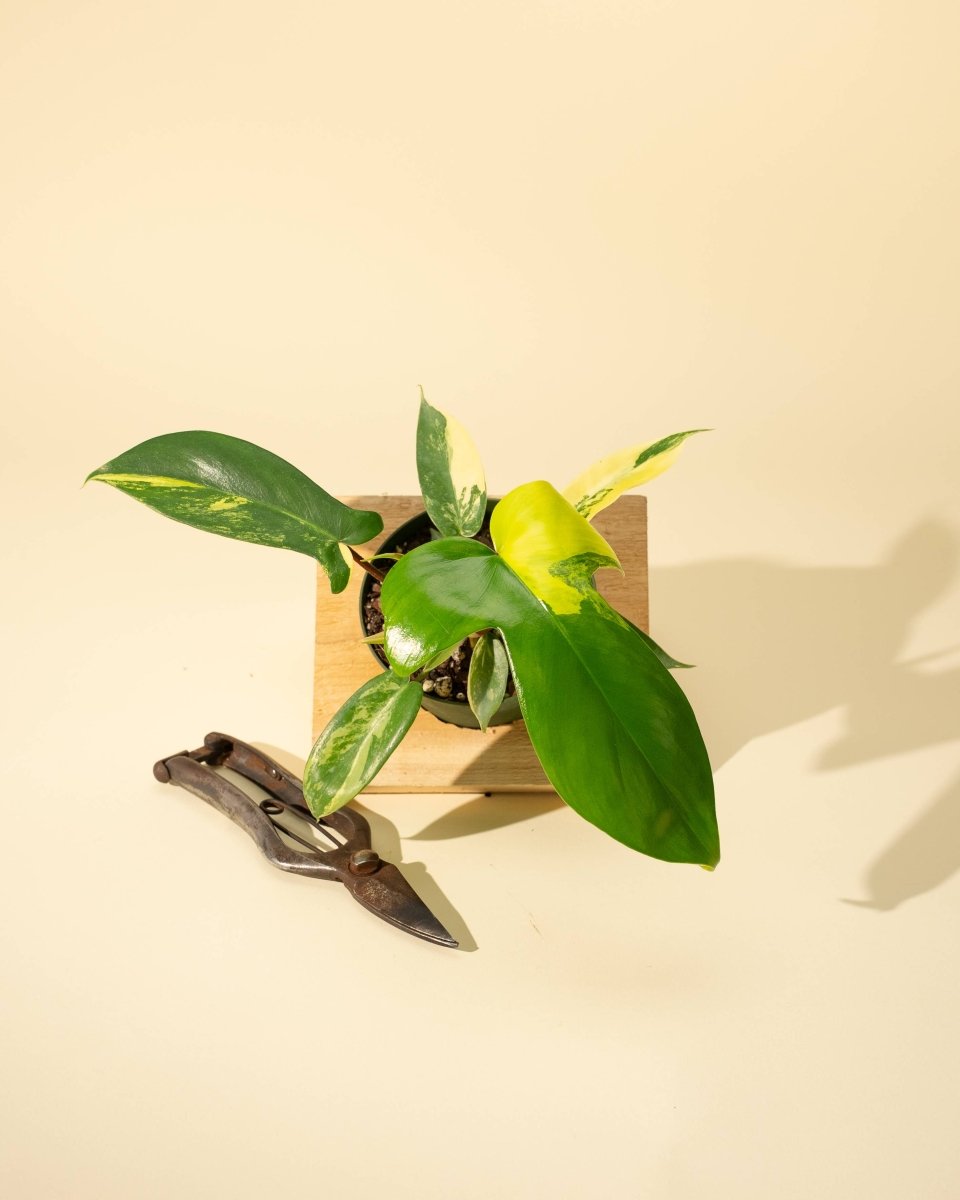 Green and yellow philodendron plant on a wooden stand with a pair of shears on a beige background