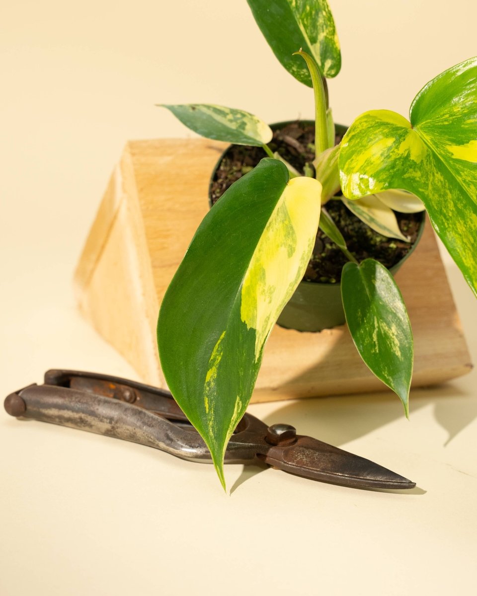 Detail of ‘Sunrise’ variegation pattern consistency across multiple leaves