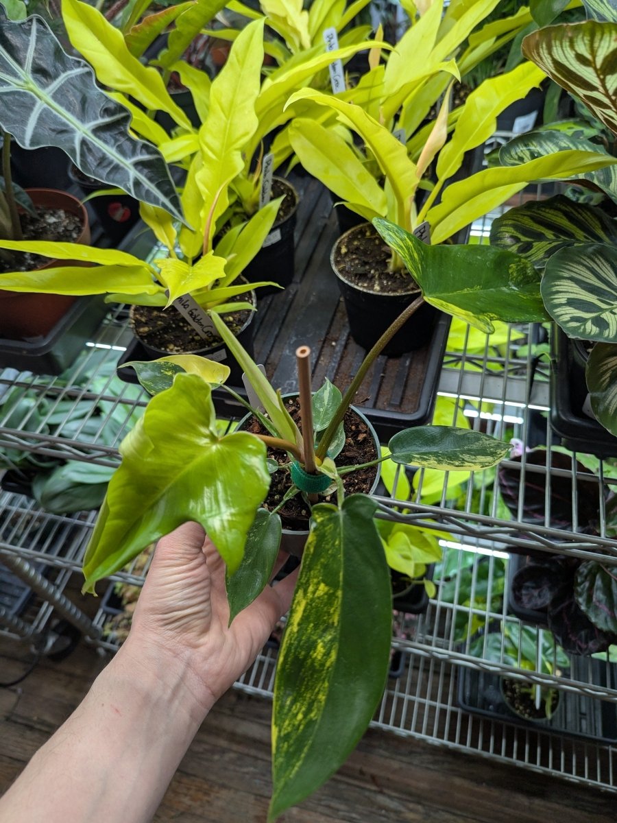 Philodendron Florida Beauty Variegated - Ed's Plant Shop