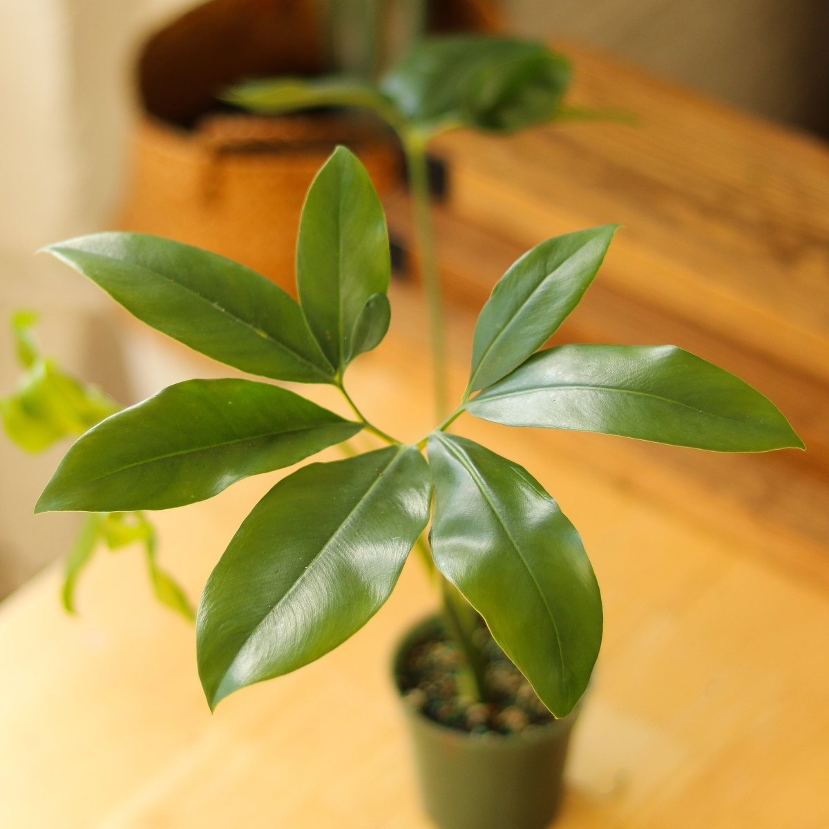 Philodendron Goeldii - ‘Finger Leaf’ - Ed's Plant Shop
