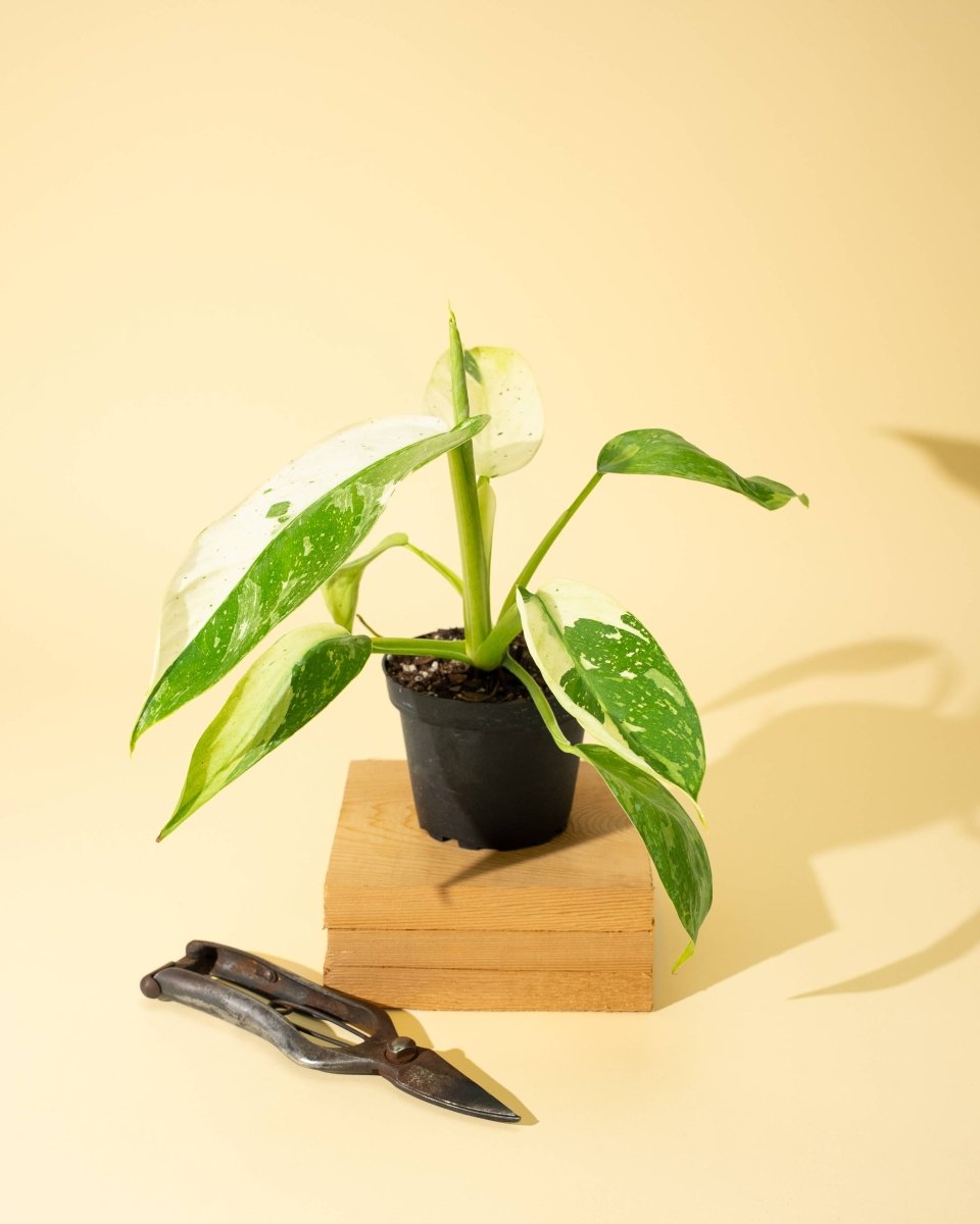 Potted Philodendron jose buono with green and white leaves on a wooden block against a yellow background