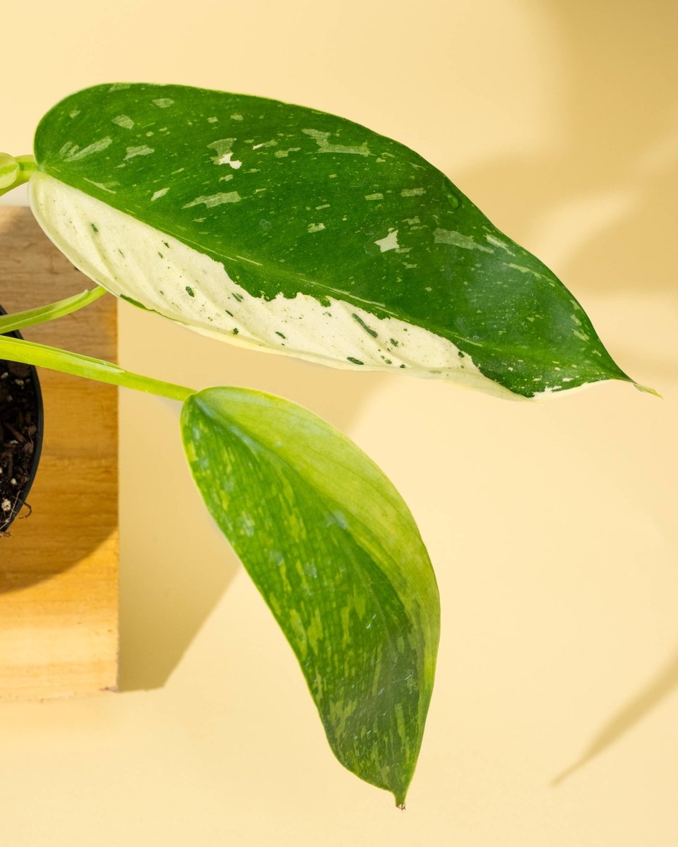 Close-up of a philodendron jose buono fiesta leaf with white spots on a beige background
