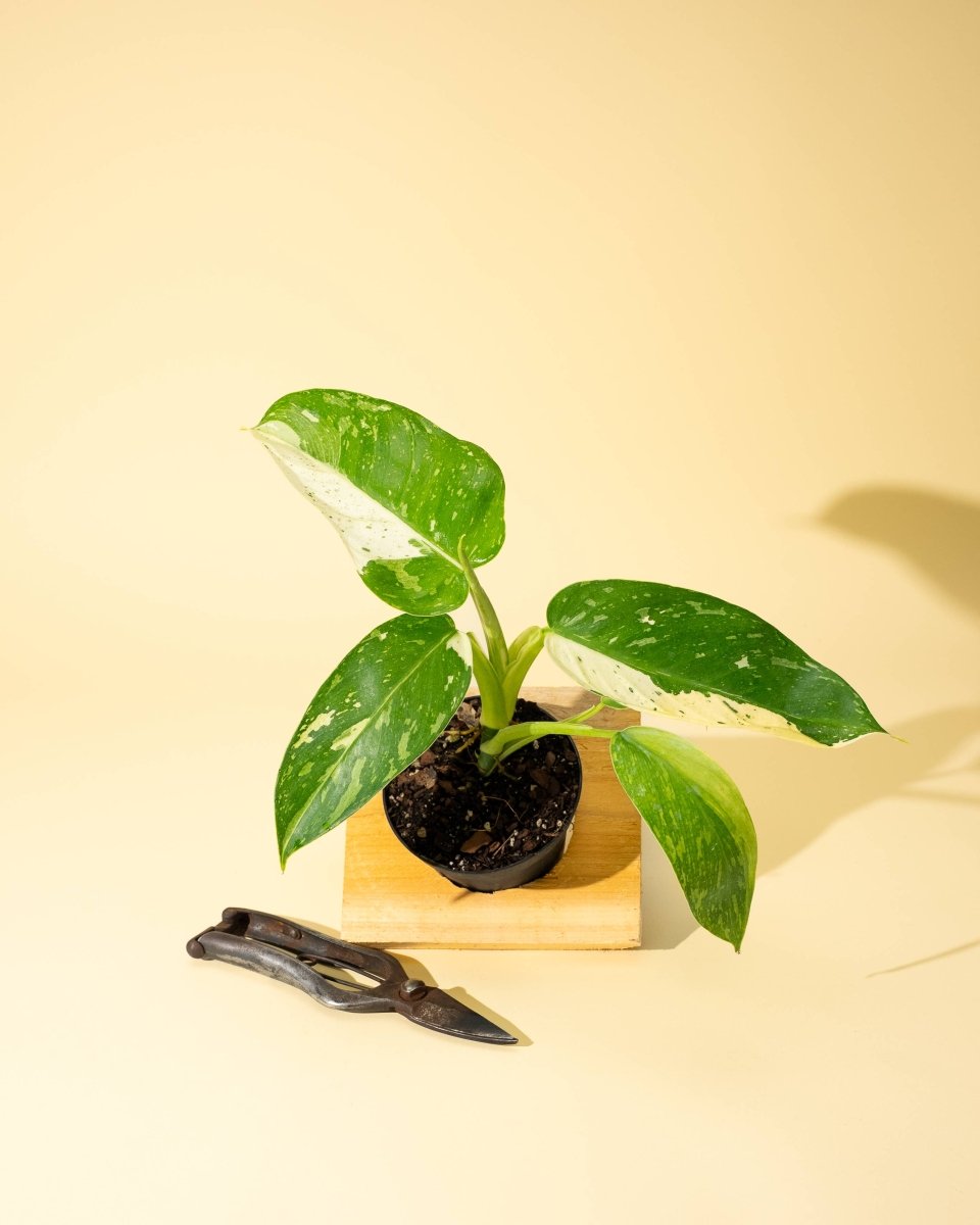 Small philodendron jose buono fiesta potted plant on a wooden block with pruning shears on a beige background