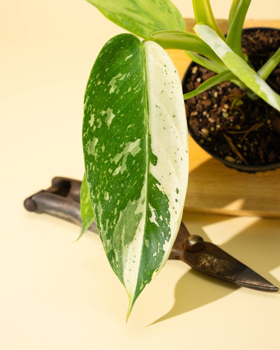 Philodendron ‘José Buono Fiesta’ — Bold Variegated Collector Aroid - Ed's Plant Shop