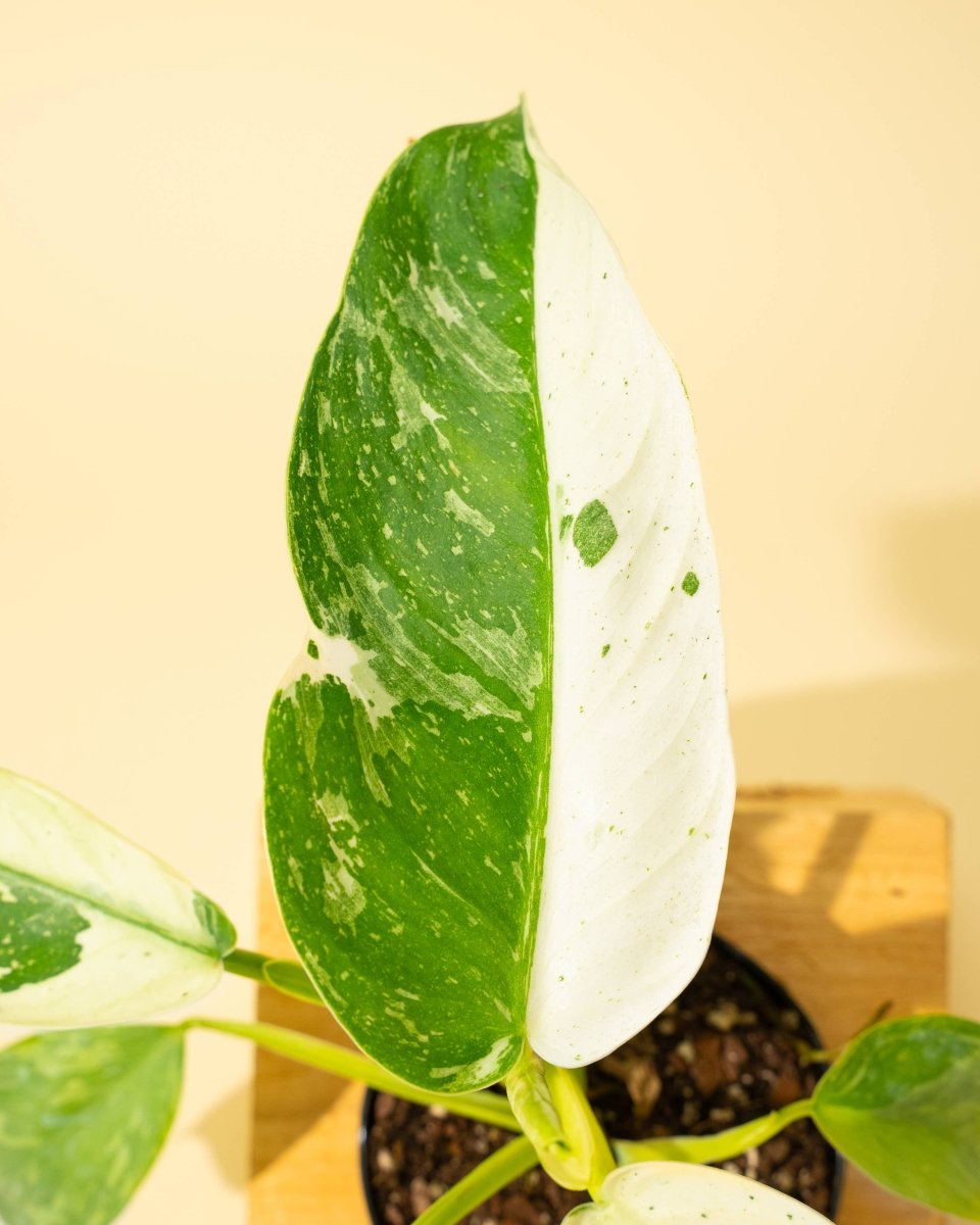 Philodendron ‘José Buono Fiesta’ — Bold Variegated Collector Aroid - Ed's Plant Shop