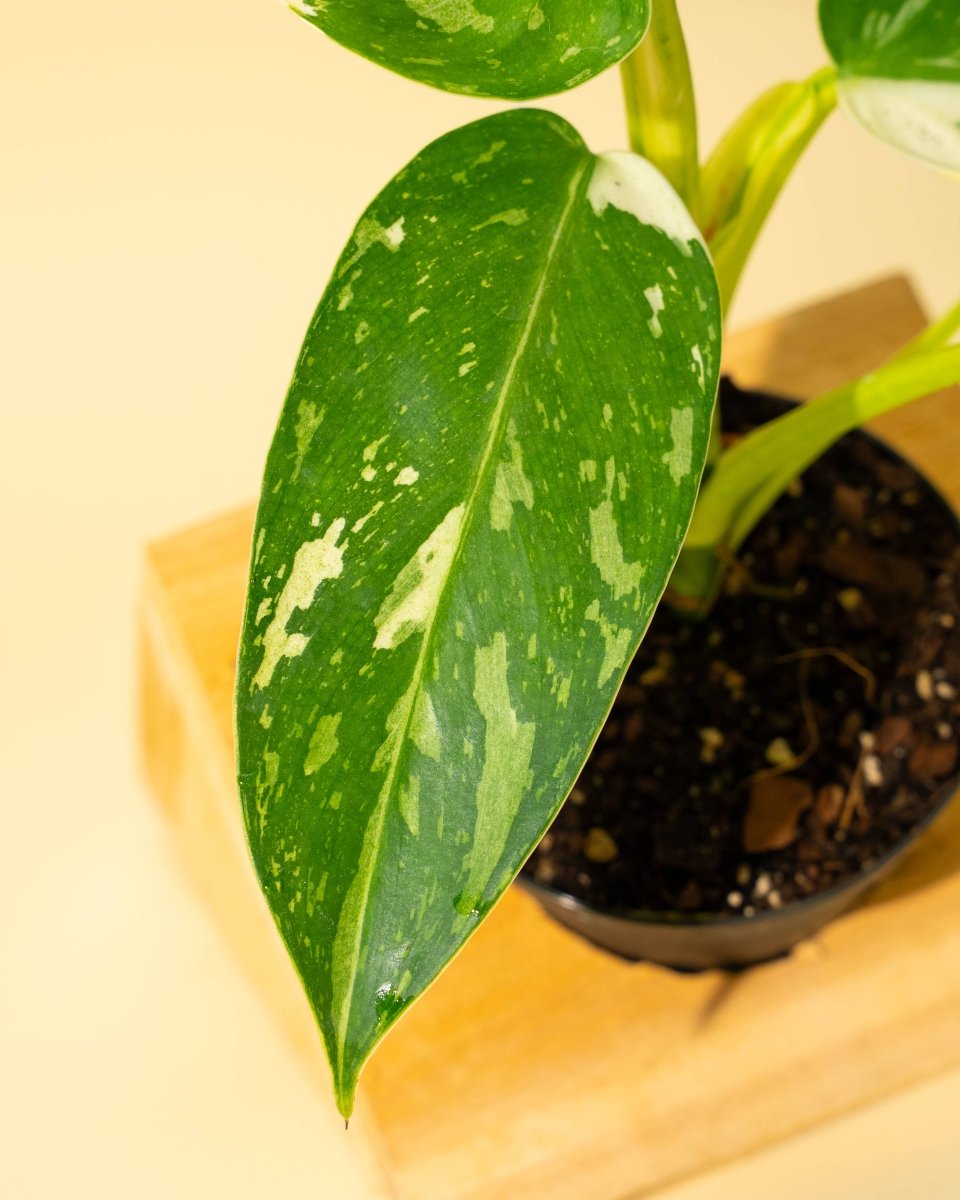 Closeup of variegated philodendron Jose Bueno Fiesta green leaf on a wooden surface