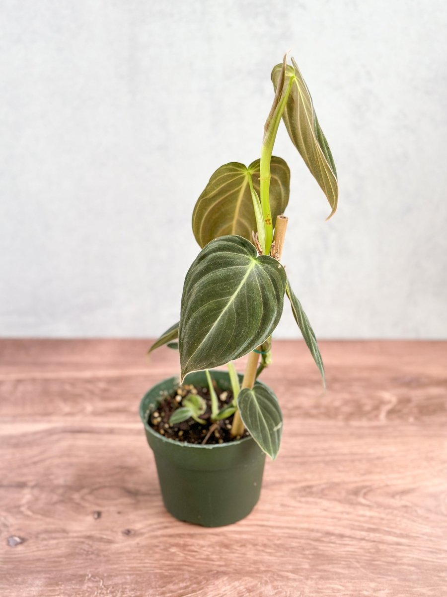 Philodendron melanochrysum - Black Gold Philodendron - Various Sizes - Ed's Plant Shop