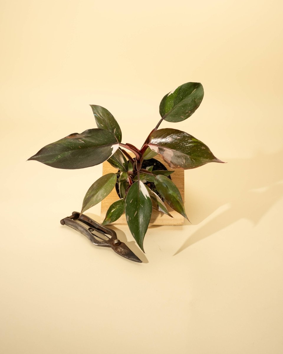 Philodendron Red Anderson ‘Pink Knight’ – Rare Variegated Hybrid - Ed's Plant Shop