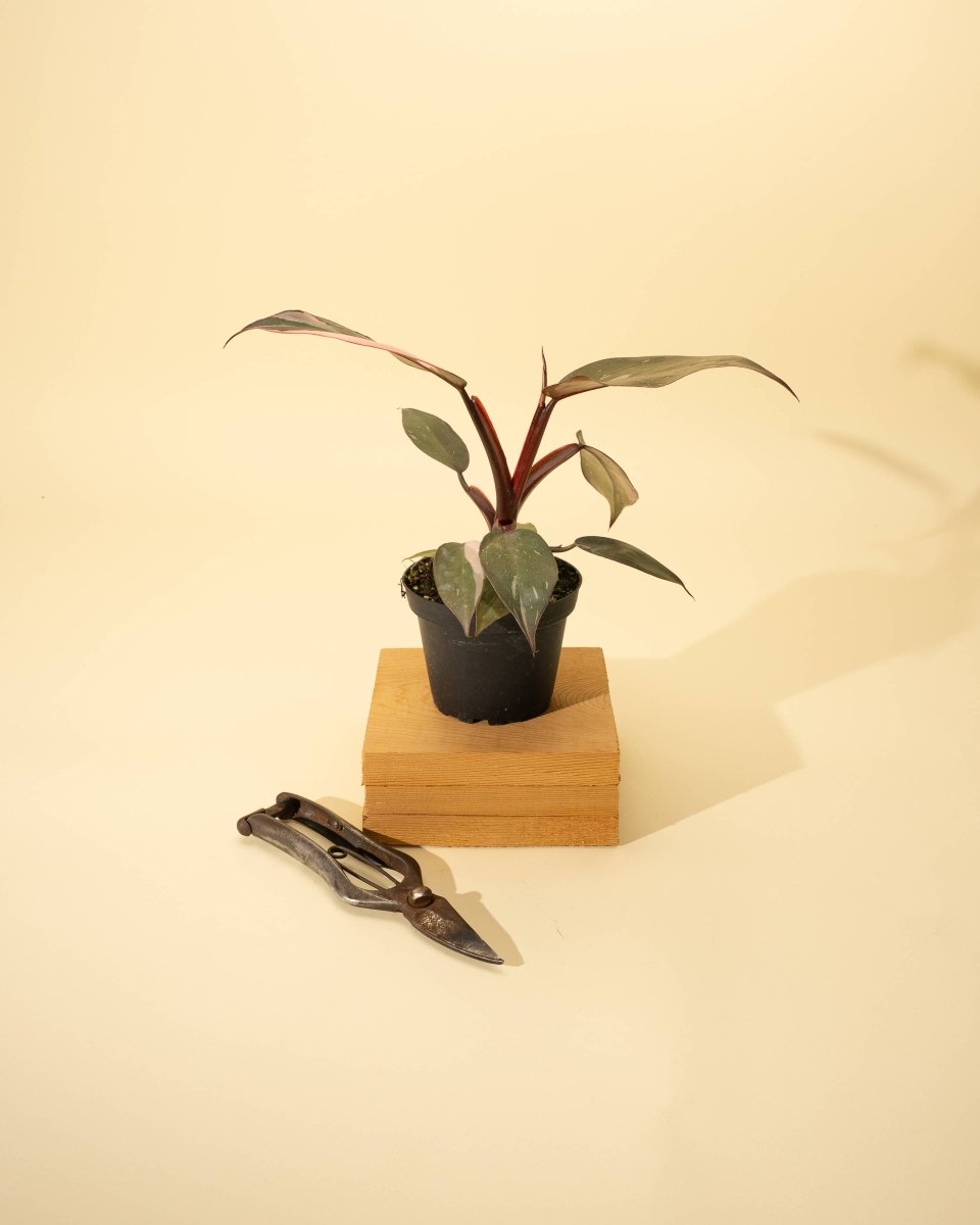 4-inch rare Philodendron hybrid with white-splashed variegation and upright growth habit