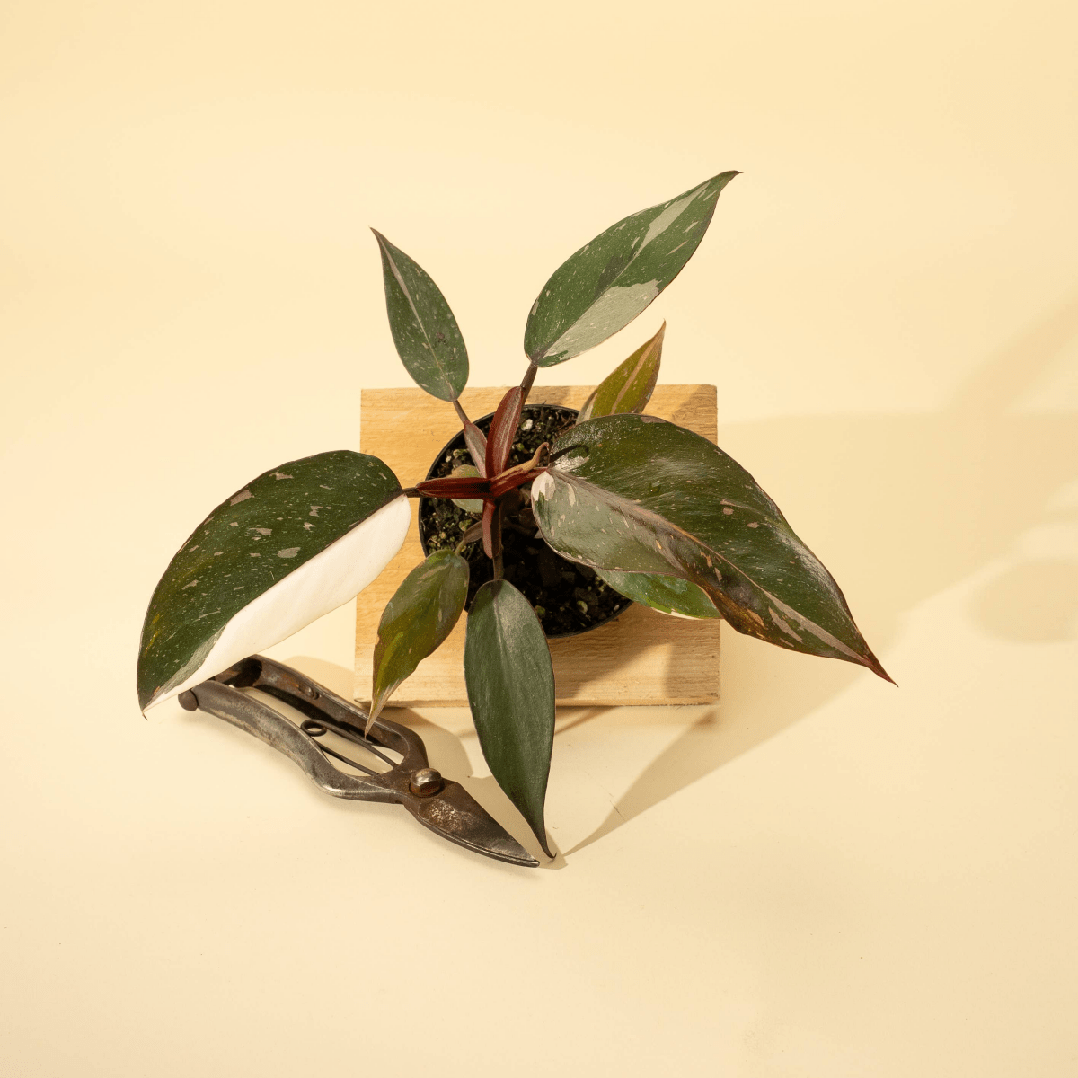 Philodendron Red Anderson 'Pink Knight' with pink and white variegated leaves and red stems in a 4-inch nursery pot