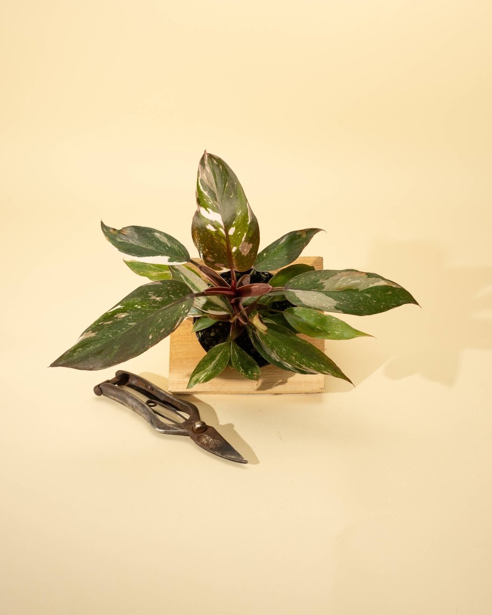 Philodendron Red Anderson ‘Pink Knight’ – Rare Variegated Hybrid - Ed's Plant Shop