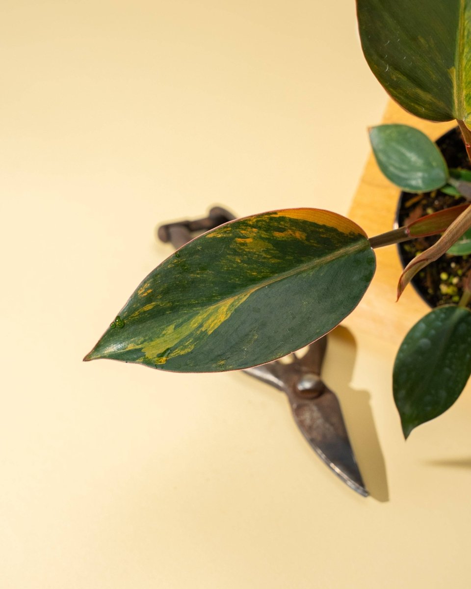 Philodendron Red Congo ‘Red Hot’ – Rare Variegated Houseplant - Ed's Plant Shop