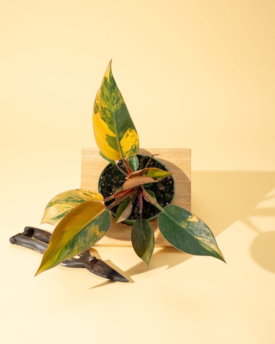 Philodendron Red Congo ‘Red Hot’ – Rare Variegated Houseplant - Ed's Plant Shop