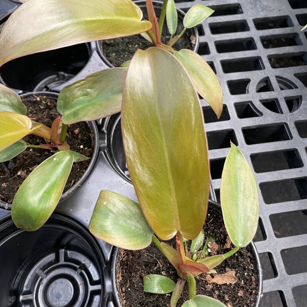 Philodendron ‘Sayaka’ – Rare Bronze - to - Green Glossy Foliage - Ed's Plant Shop