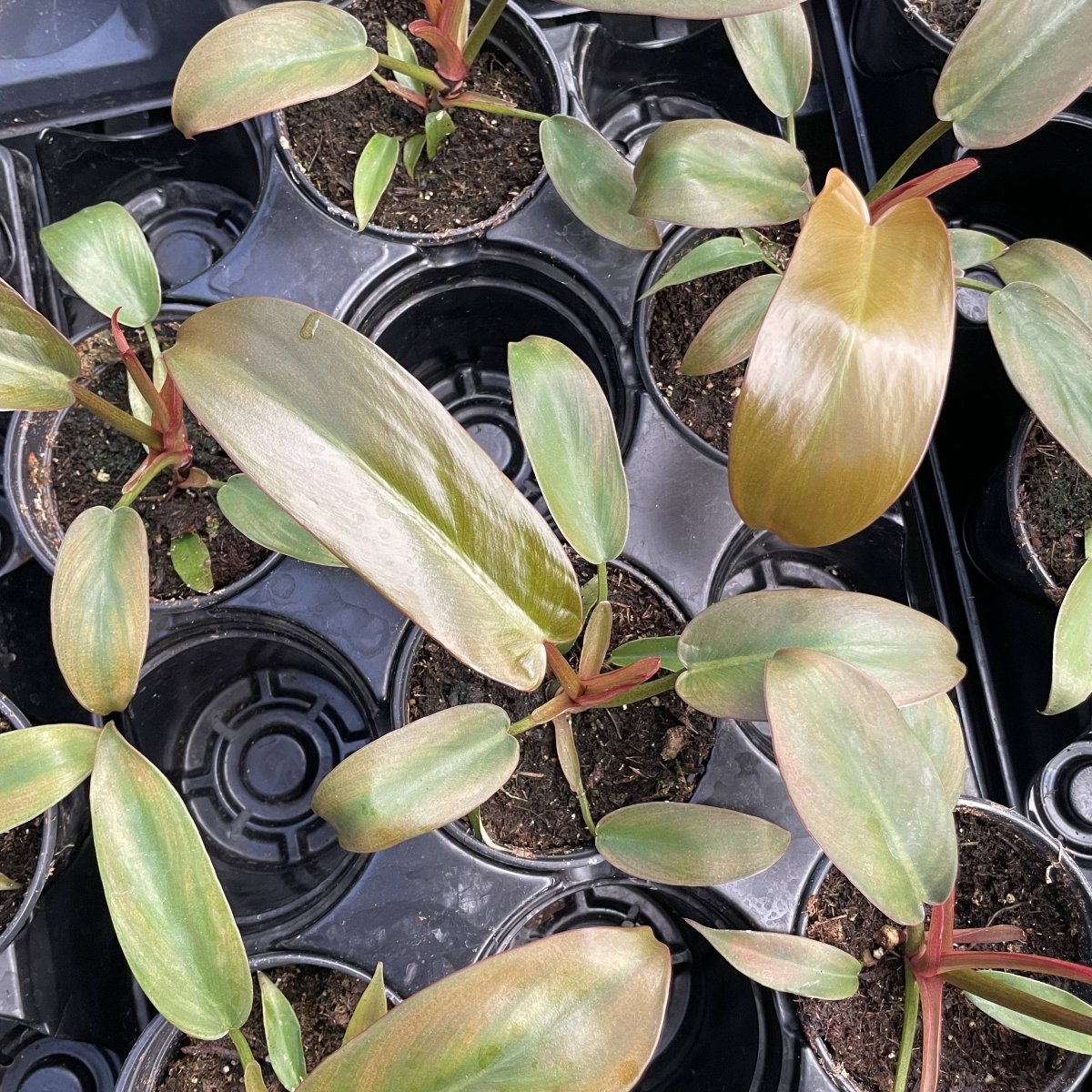 Philodendron ‘Sayaka’ – Rare Bronze - to - Green Glossy Foliage - Ed's Plant Shop
