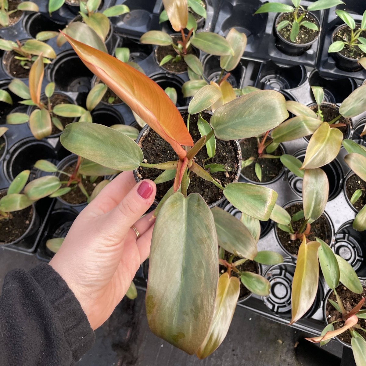 Philodendron ‘Sayaka’ – Rare Bronze - to - Green Glossy Foliage - Ed's Plant Shop