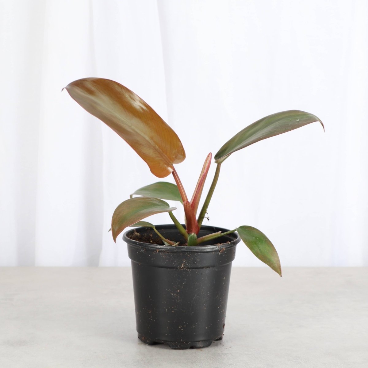 Philodendron ‘Sayaka’ – Rare Bronze - to - Green Glossy Foliage - Ed's Plant Shop