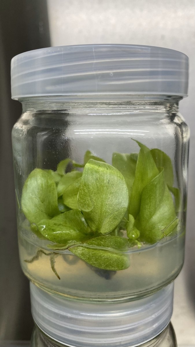 Philodendron Snowdrift Tissue Culture - Ed's Plant Shop