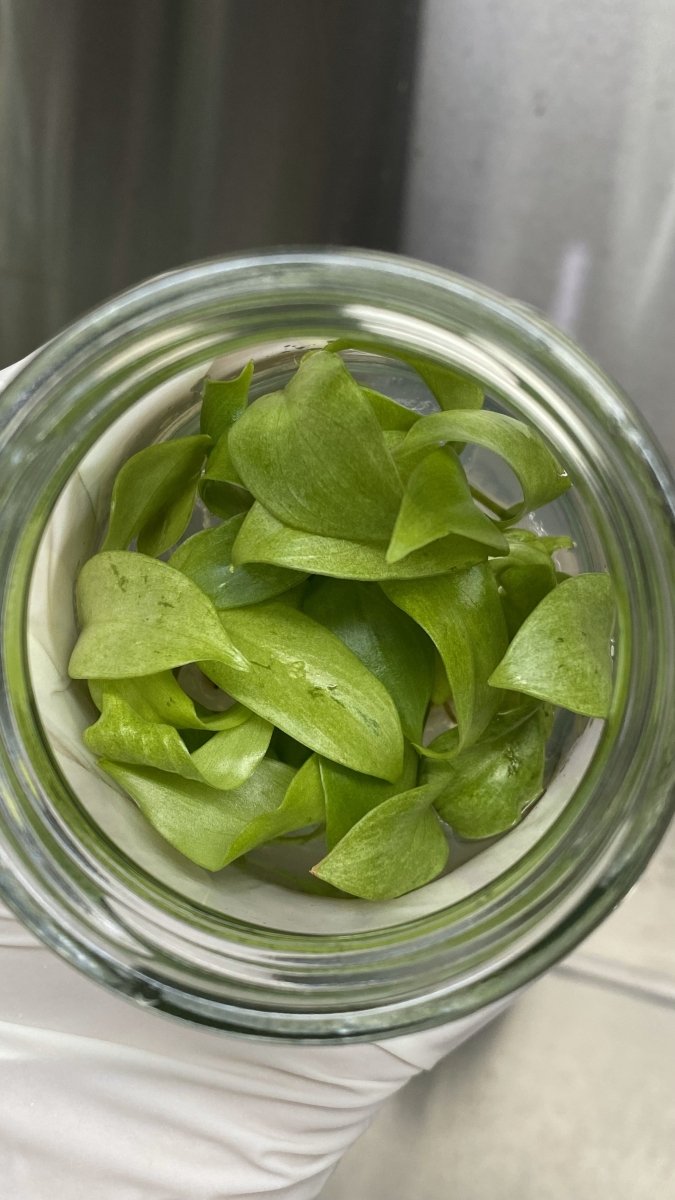 Philodendron Snowdrift Tissue Culture - Ed's Plant Shop