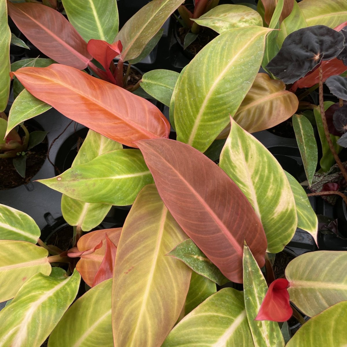 Philodendron ‘Sun Red’ – Vibrant Red - Tinted New Growth - Ed's Plant Shop