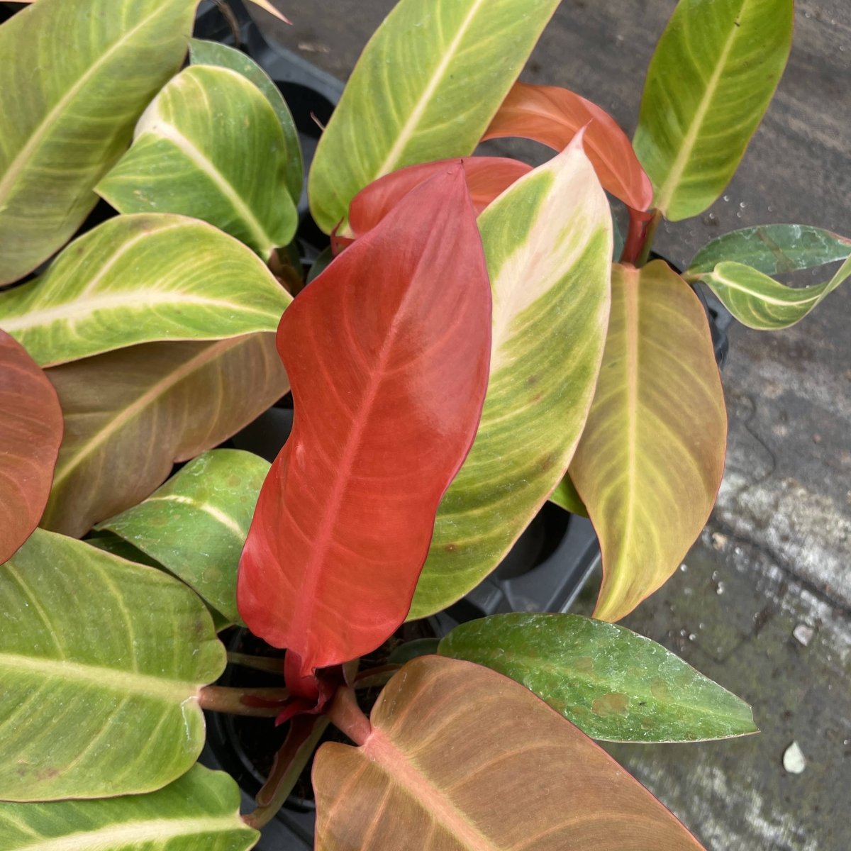 Philodendron ‘Sun Red’ – Vibrant Red - Tinted New Growth - Ed's Plant Shop