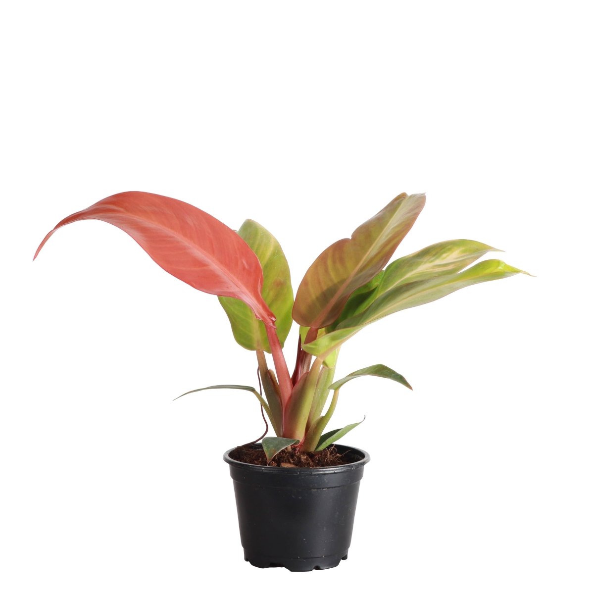 Philodendron ‘Sun Red’ – Vibrant Red - Tinted New Growth - Ed's Plant Shop