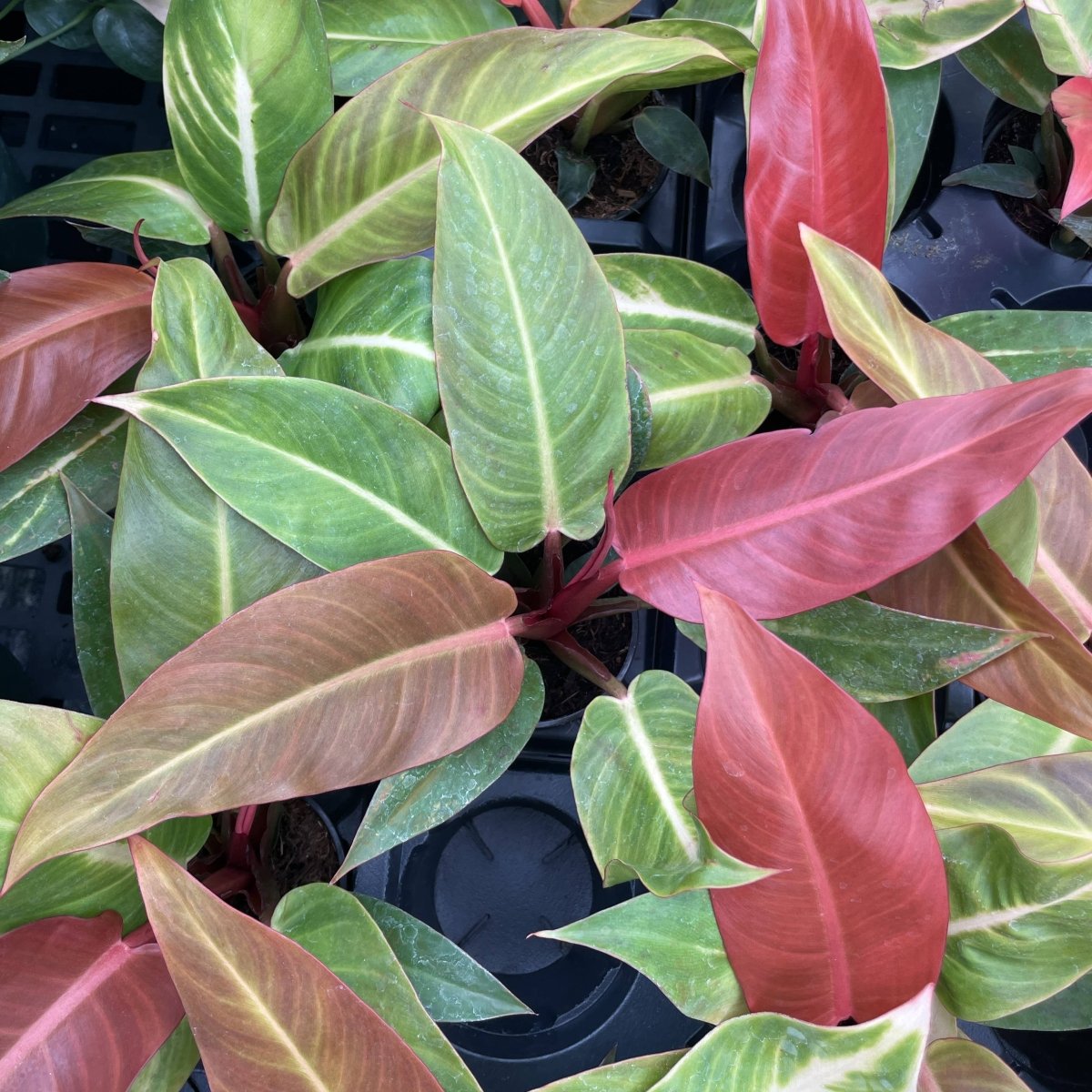 Philodendron ‘Sun Red’ – Vibrant Red - Tinted New Growth - Ed's Plant Shop