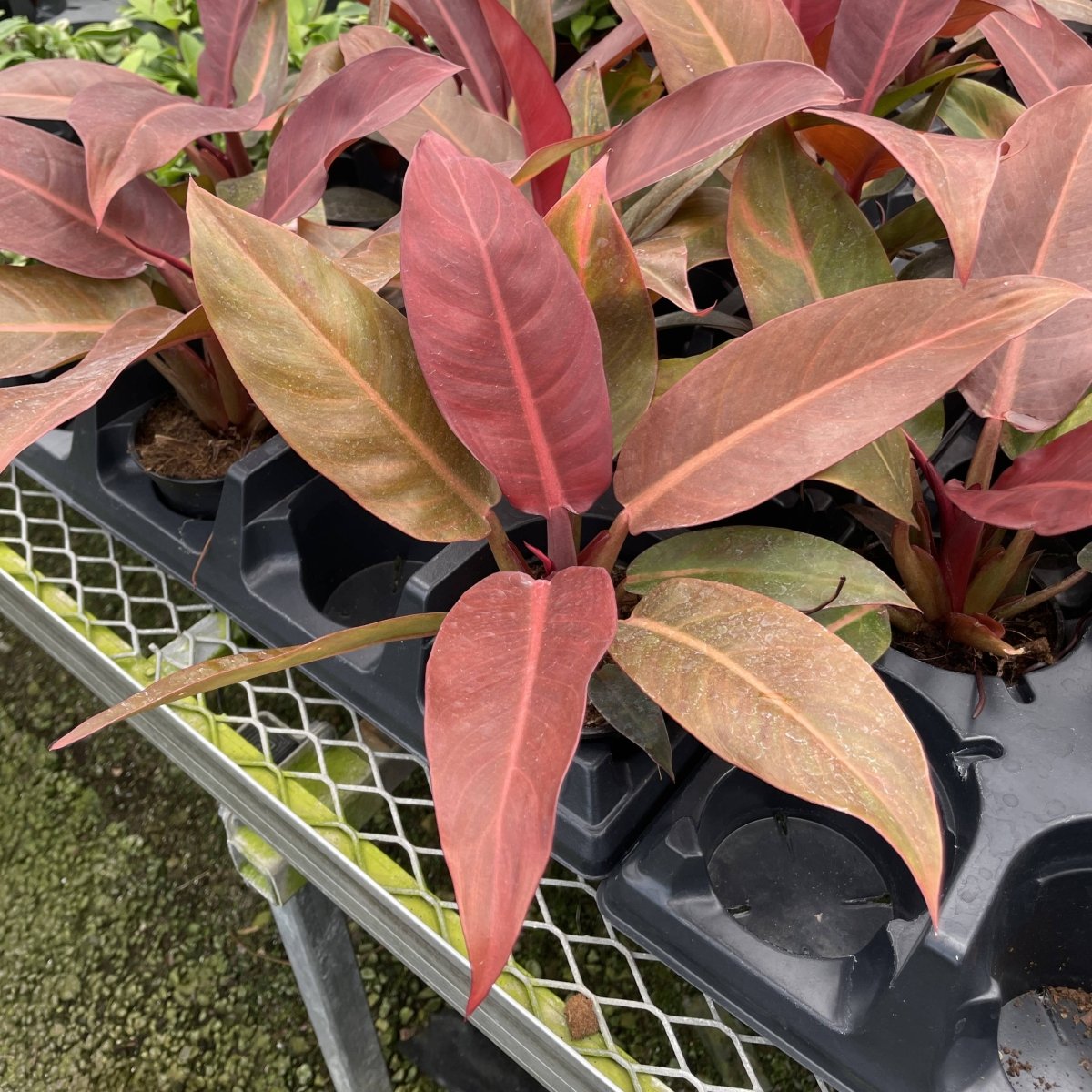 Philodendron ‘Sun Red’ – Vibrant Red - Tinted New Growth - Ed's Plant Shop