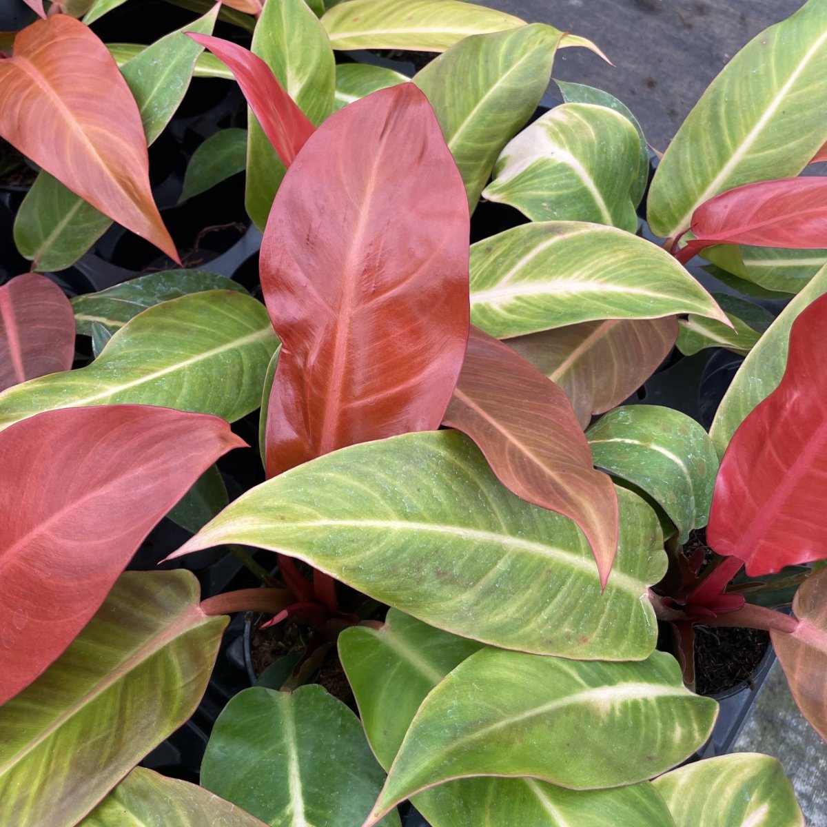 Philodendron ‘Sun Red’ – Vibrant Red - Tinted New Growth - Ed's Plant Shop